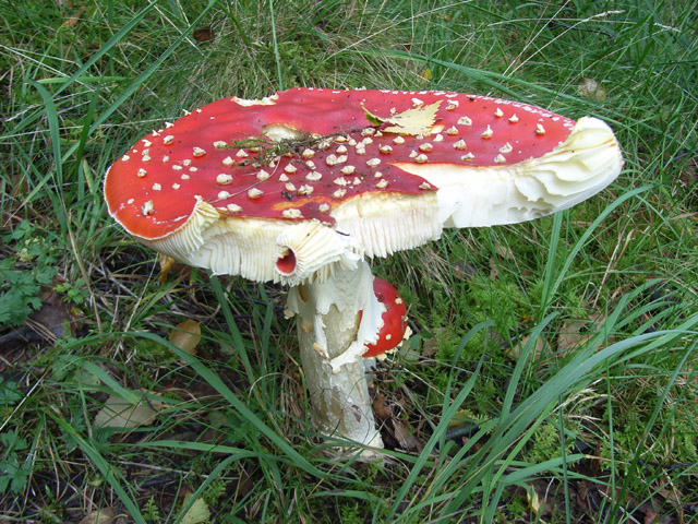 A red and white fly agaric mushroom in grass, the visible tip of a fungus whose threads are teamed up with tree roots below