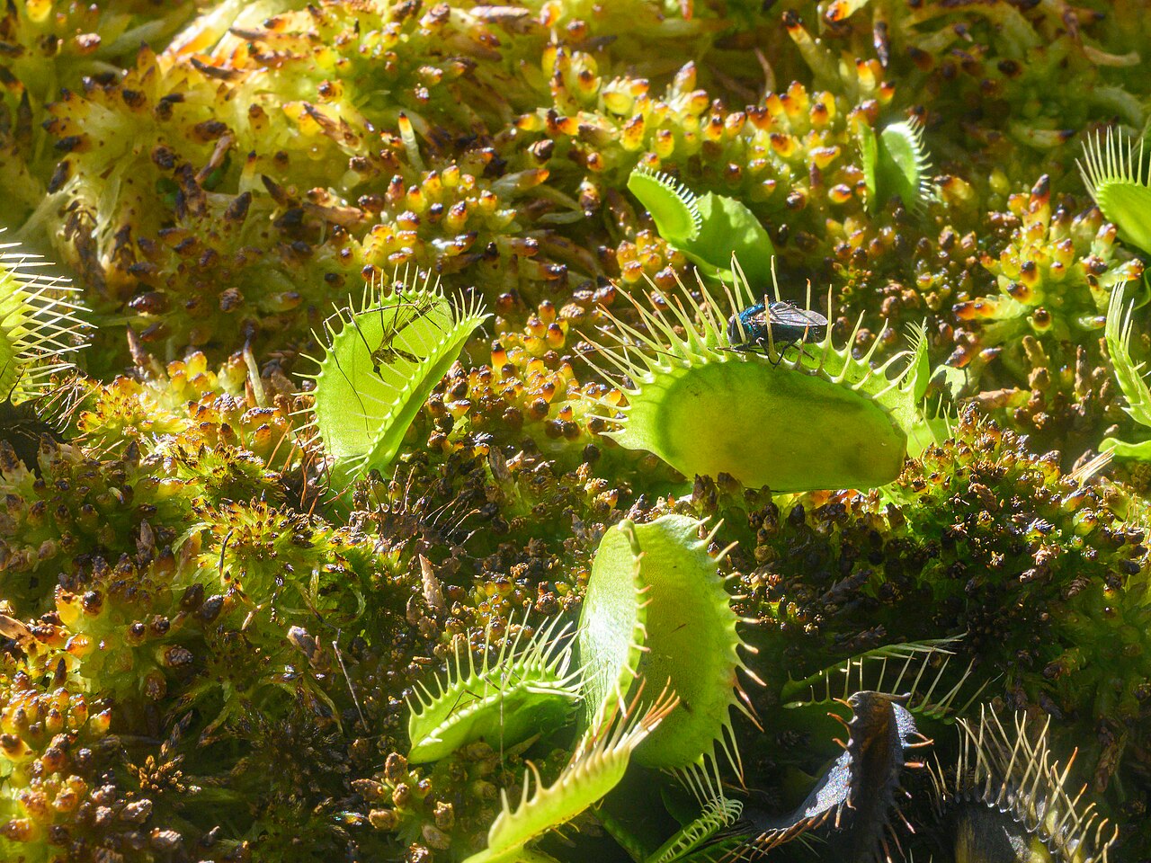 Venus flytraps growing in wet moss, their spiky hinged traps held open, with a fly resting on one of them