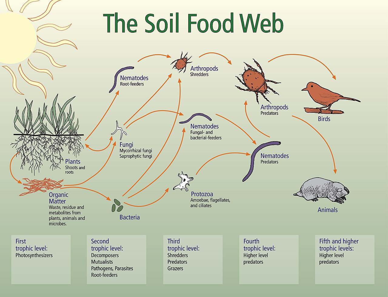 A diagram of a food web, showing how many living things are linked.