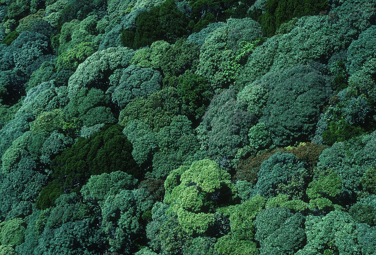 An aerial view over unbroken rainforest canopy, a rolling sea of green treetops stretching to the horizon