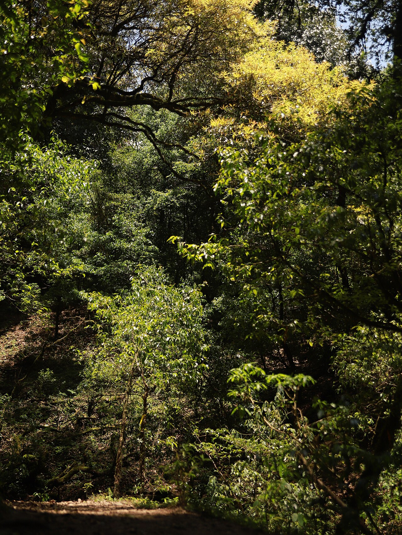 The inside of a dense forest, sunlit treetops above, a tangle of shrubs and saplings in the middle, and deep shade on the floor below