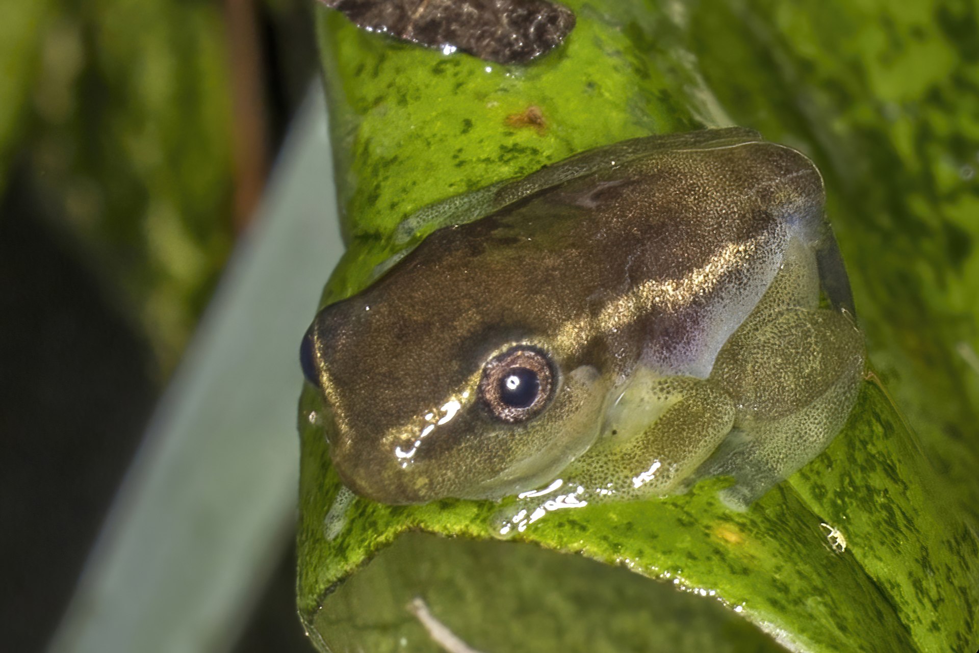 A young frog part way through metamorphosis, resting on a wet leaf with its front legs formed and a shrinking tadpole tail still attached.