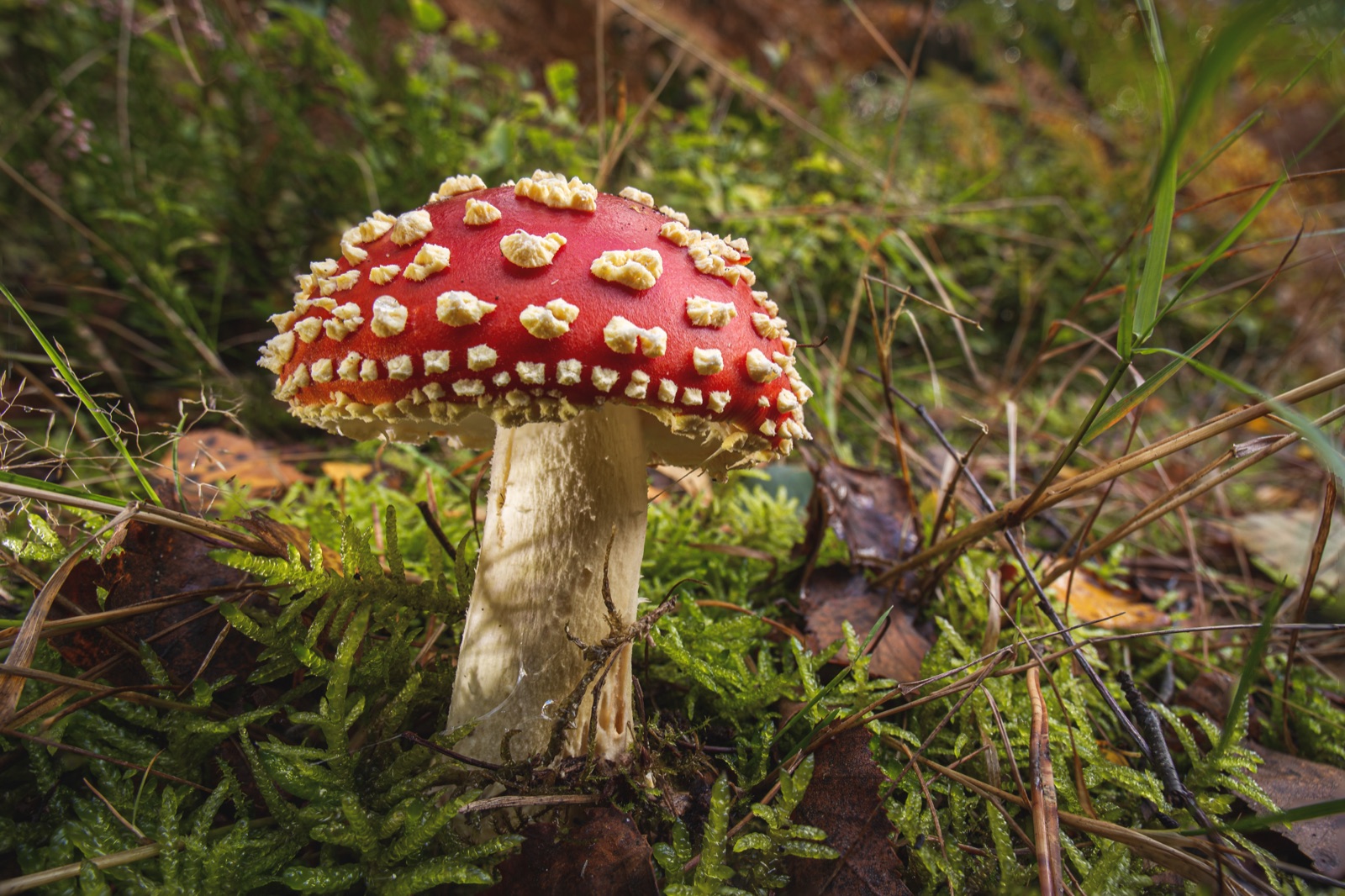 A red fly agaric mushroom with white spots growing in green moss