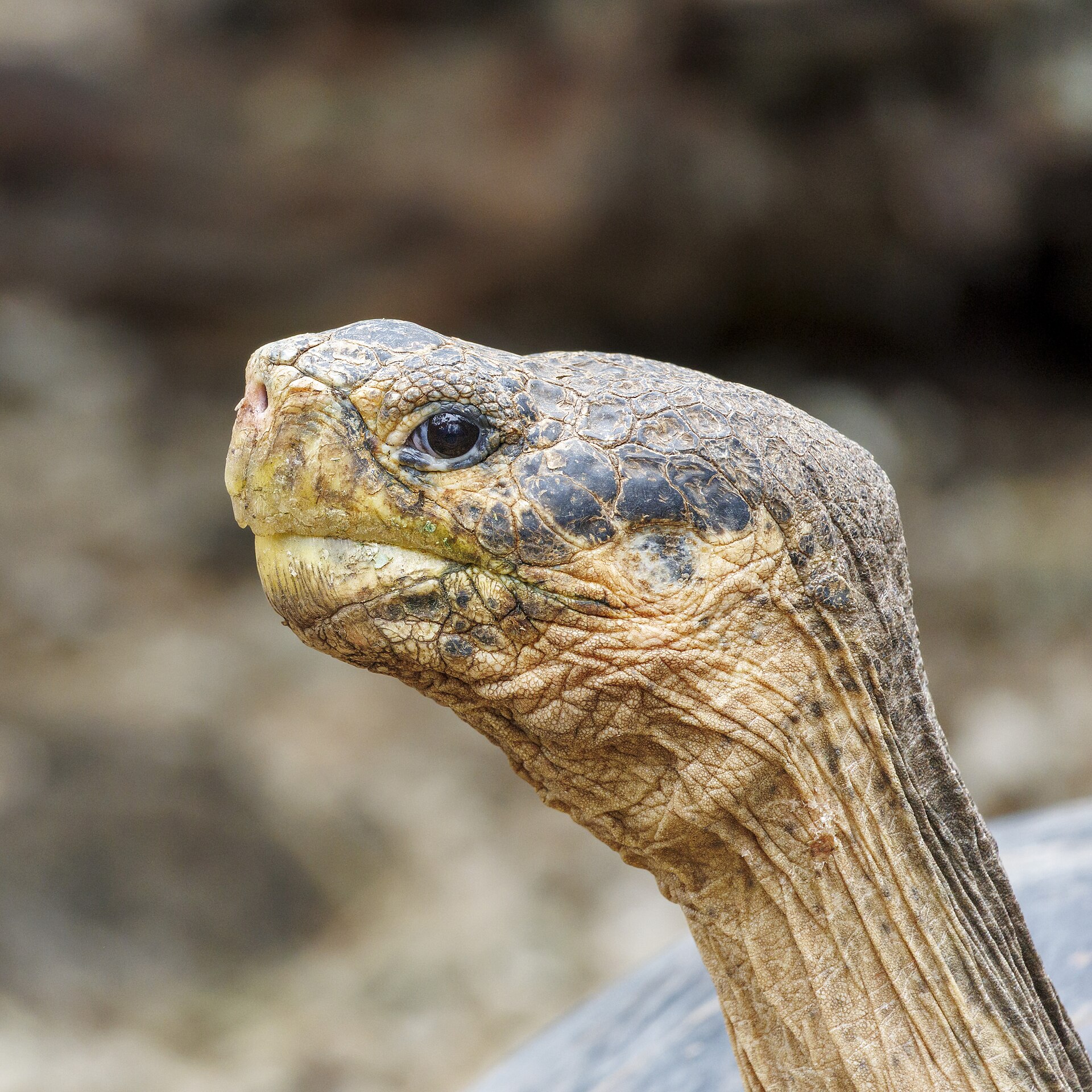 Close-up of a Galapagos giant tortoise stretching its long wrinkled neck, a species found on those islands and nowhere else on Earth