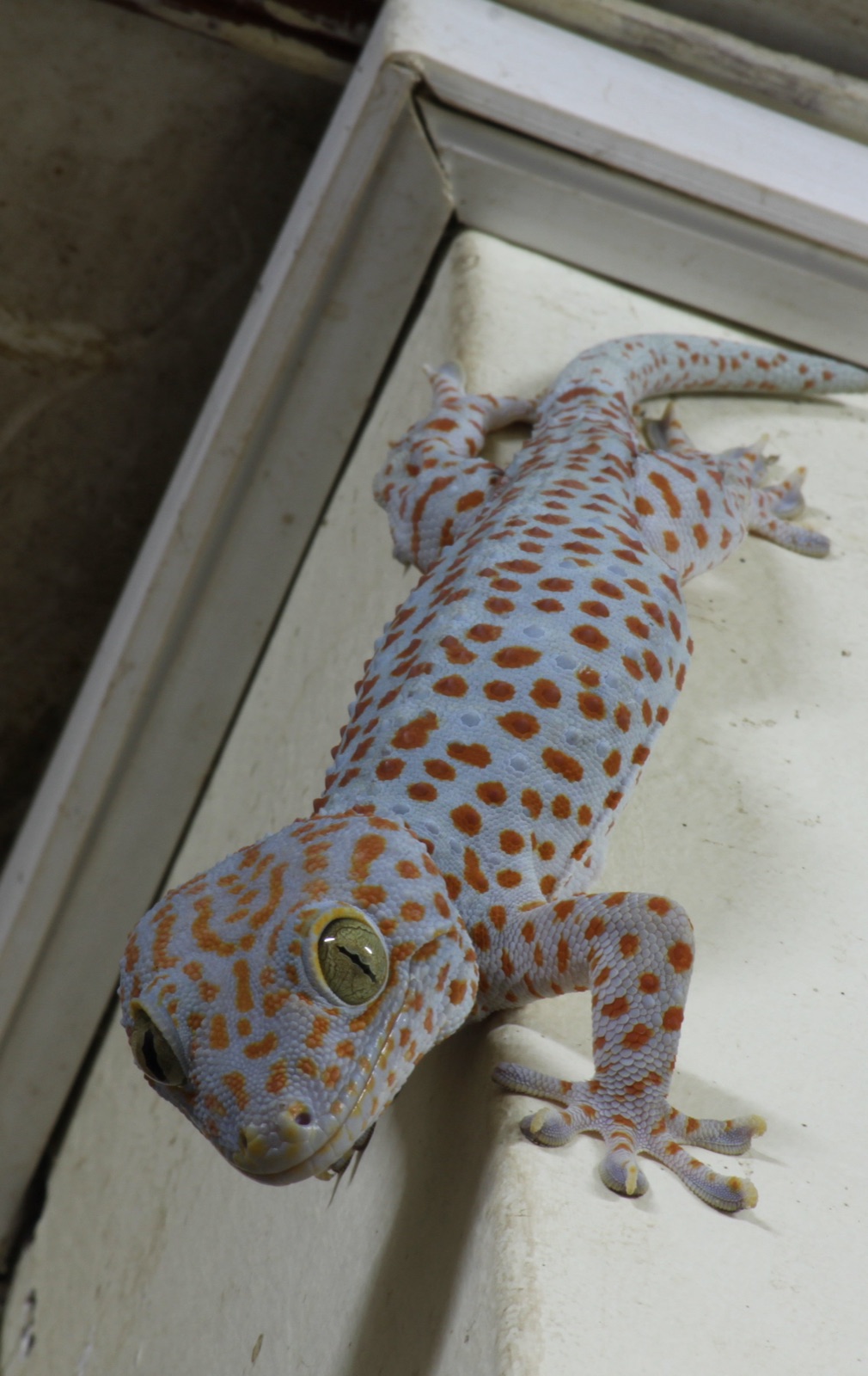 A tokay gecko clinging to a white painted doorframe, its spread toes gripping the smooth surface.