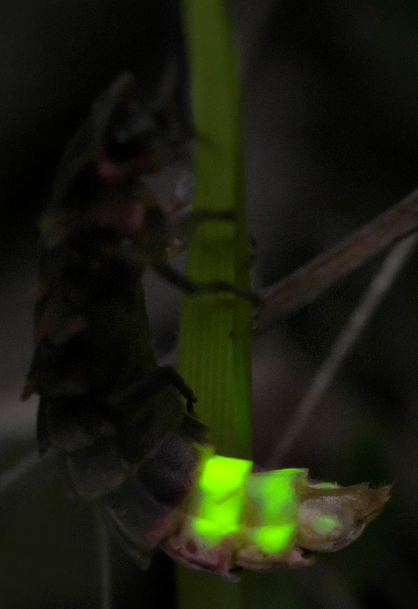 A British glow-worm clinging to a grass stem at night, the tip of her body shining a brilliant green