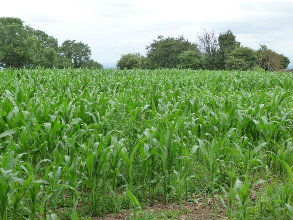 A field of young green maize plants growing in rows, with hedgerow trees along the far edge under a pale sky.
