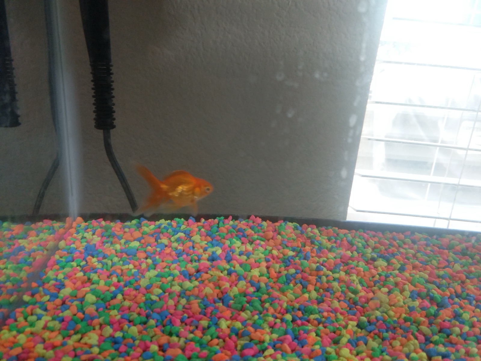 A goldfish hovering in the middle of a tank of water, above colourful gravel.