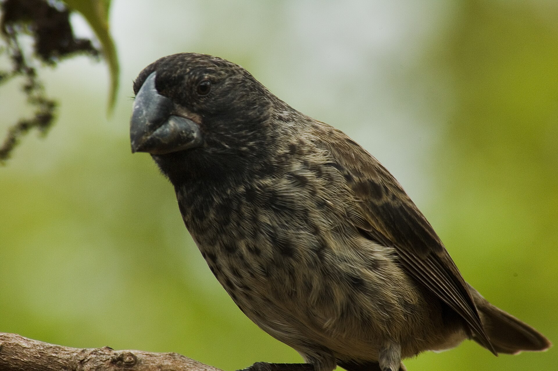A large ground finch perched on a branch, its beak strikingly deep and thick, the shape that cracks big hard seeds