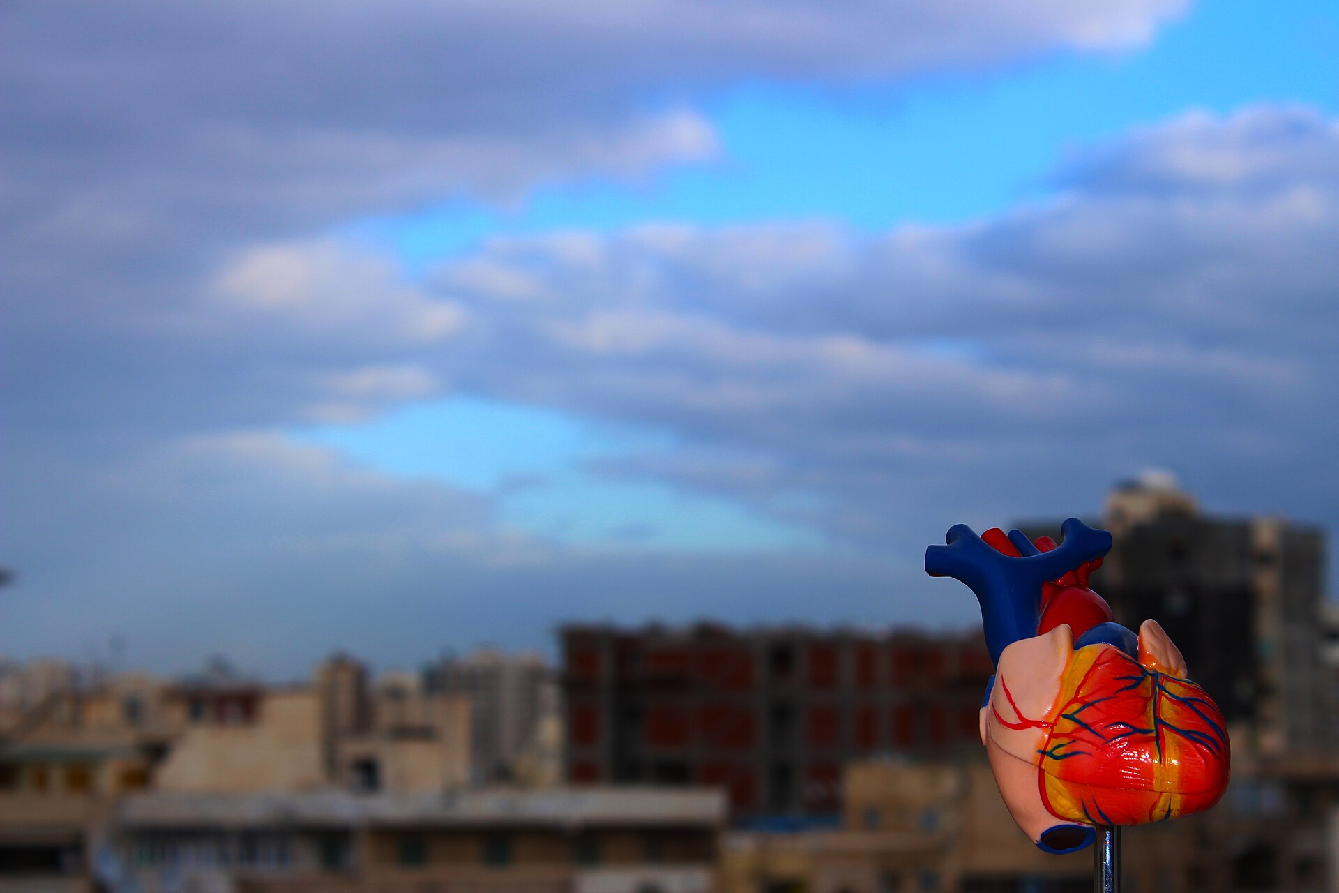 A brightly coloured model of a human heart on a stand, its arteries red and its veins blue