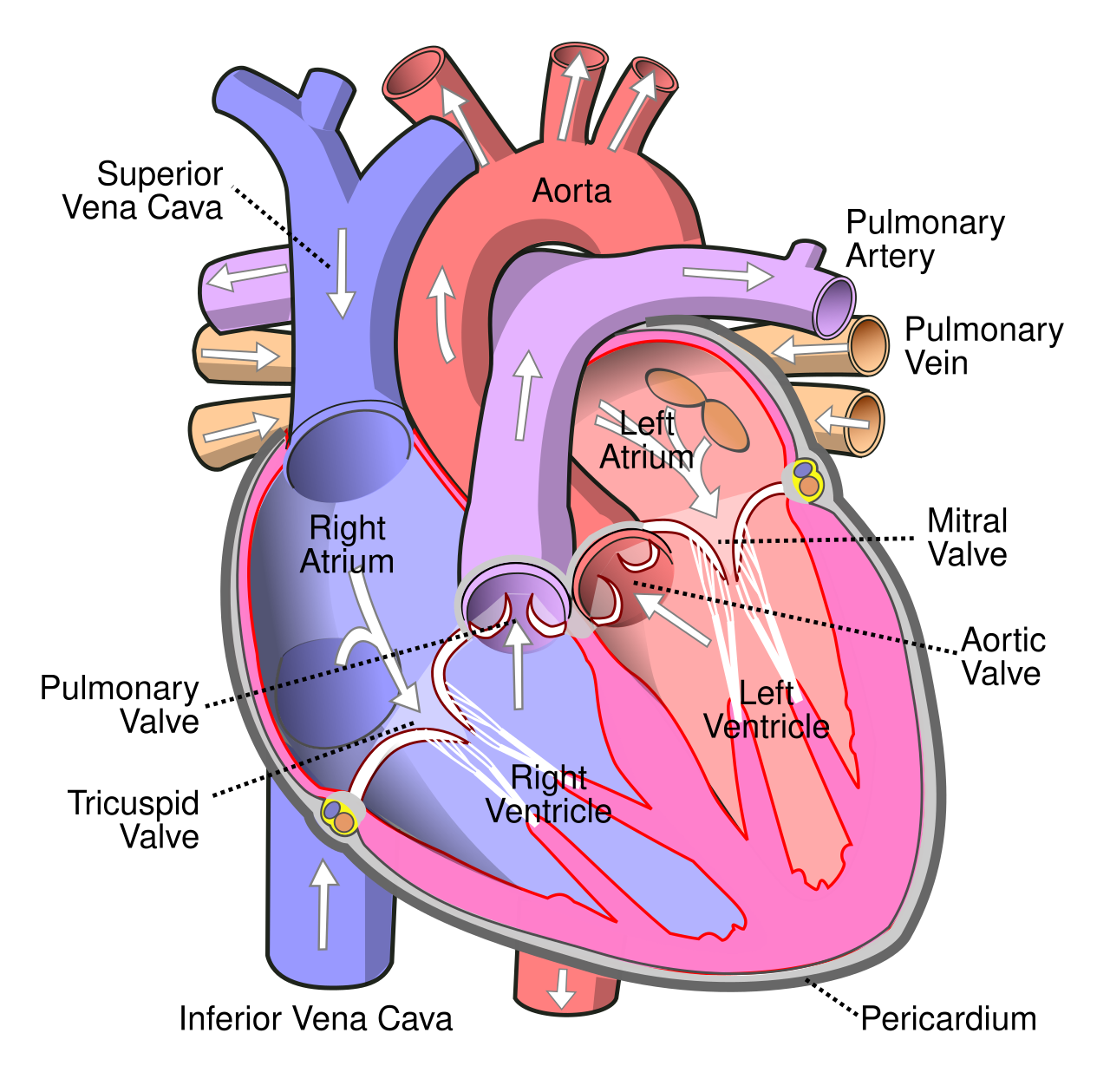 A diagram of the human heart, the muscular double pump that circulates your blood.