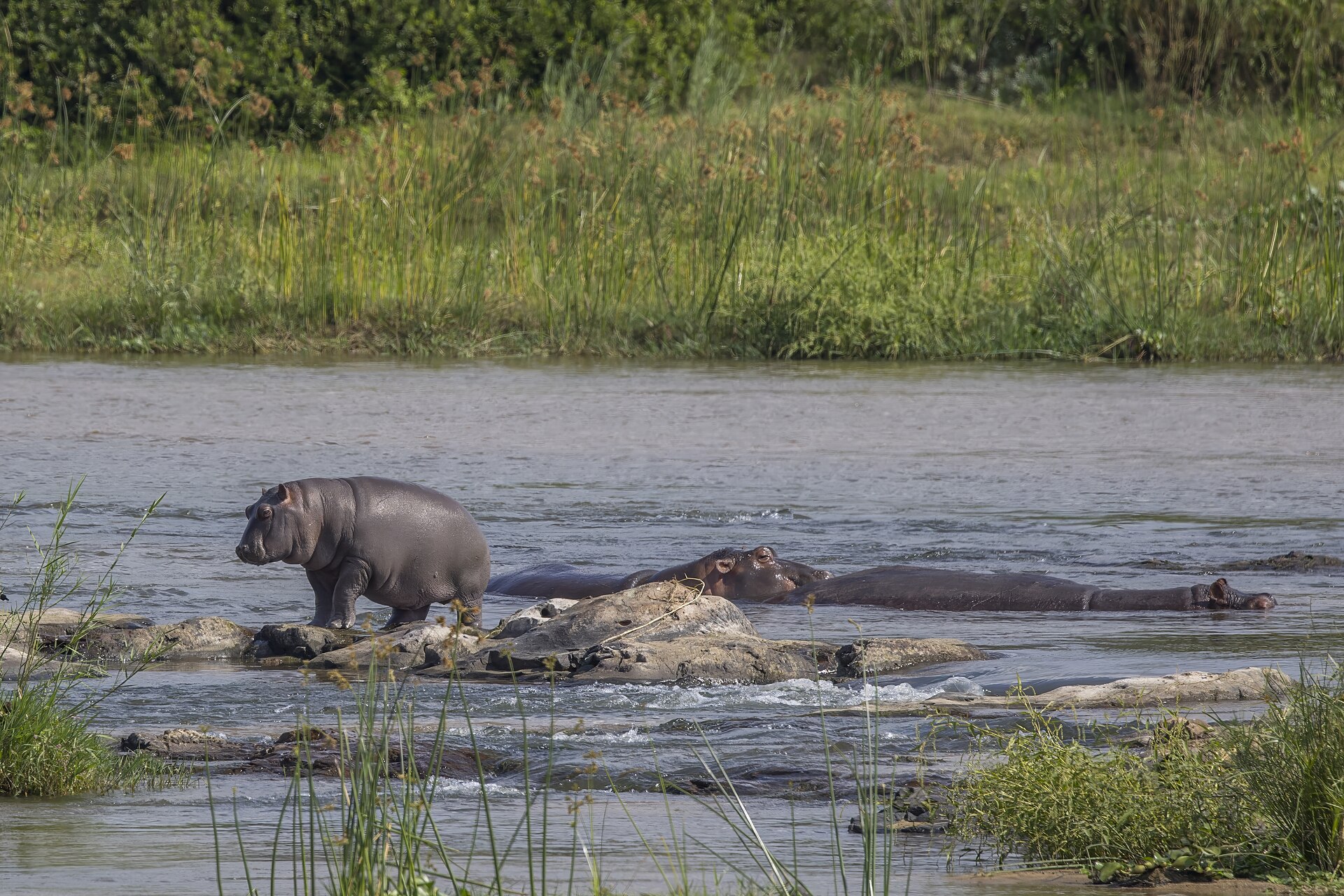 Two hippopotamuses in a wide river, one standing on rocks at the water's edge and one mostly submerged.