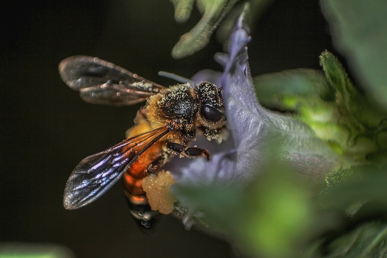 A honey bee feeding on a flower, dusted with pollen.