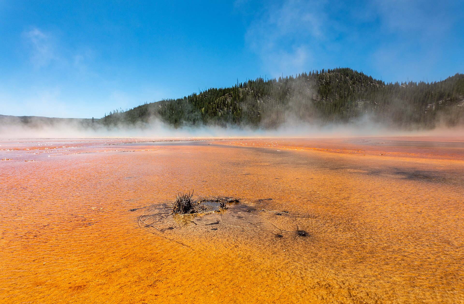 Steam drifting over the vivid orange microbial mats surrounding a Yellowstone hot spring, with forest beyond.