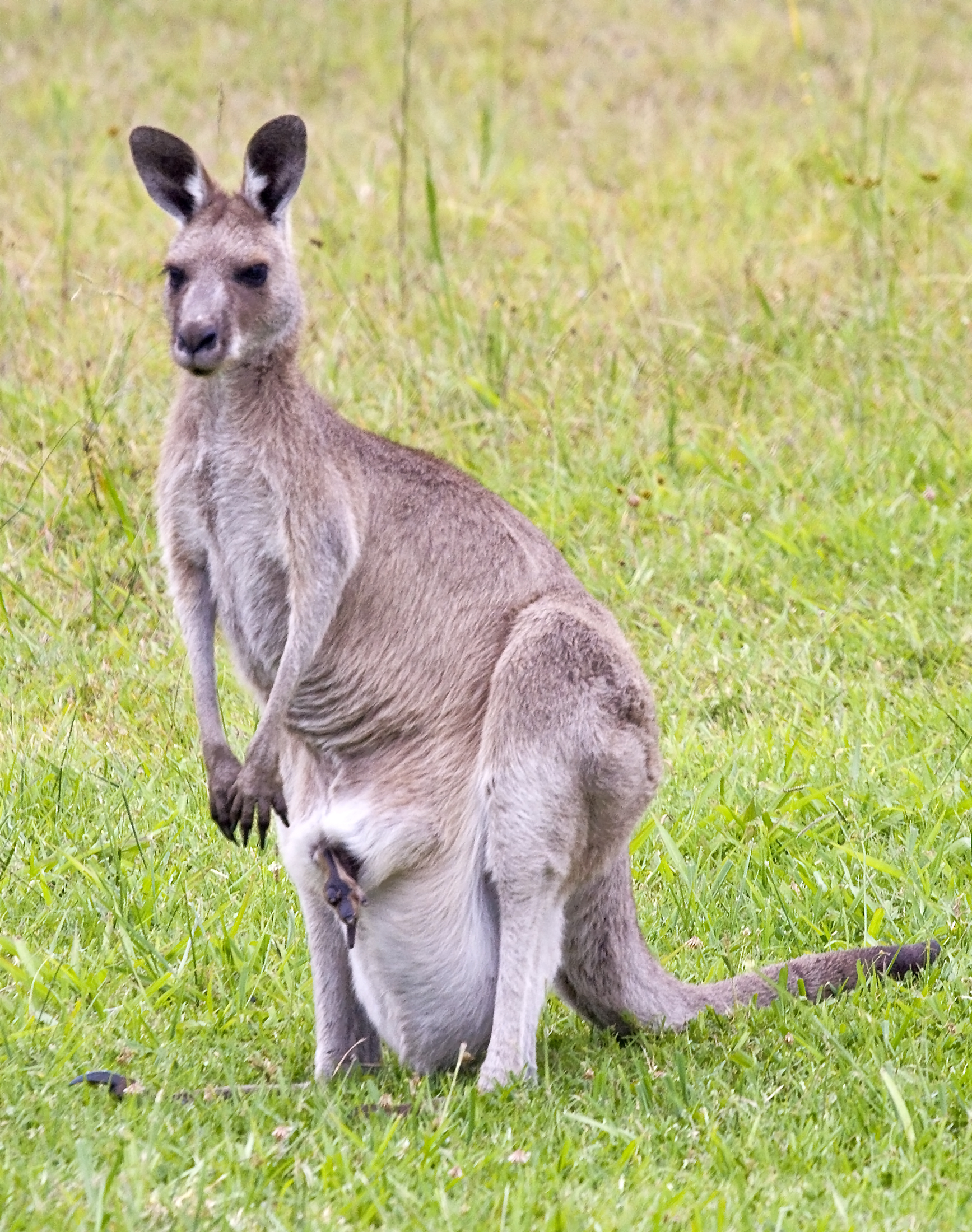An eastern grey kangaroo sitting upright on grass, with a joey's small foot poking out of the pouch on her belly.
