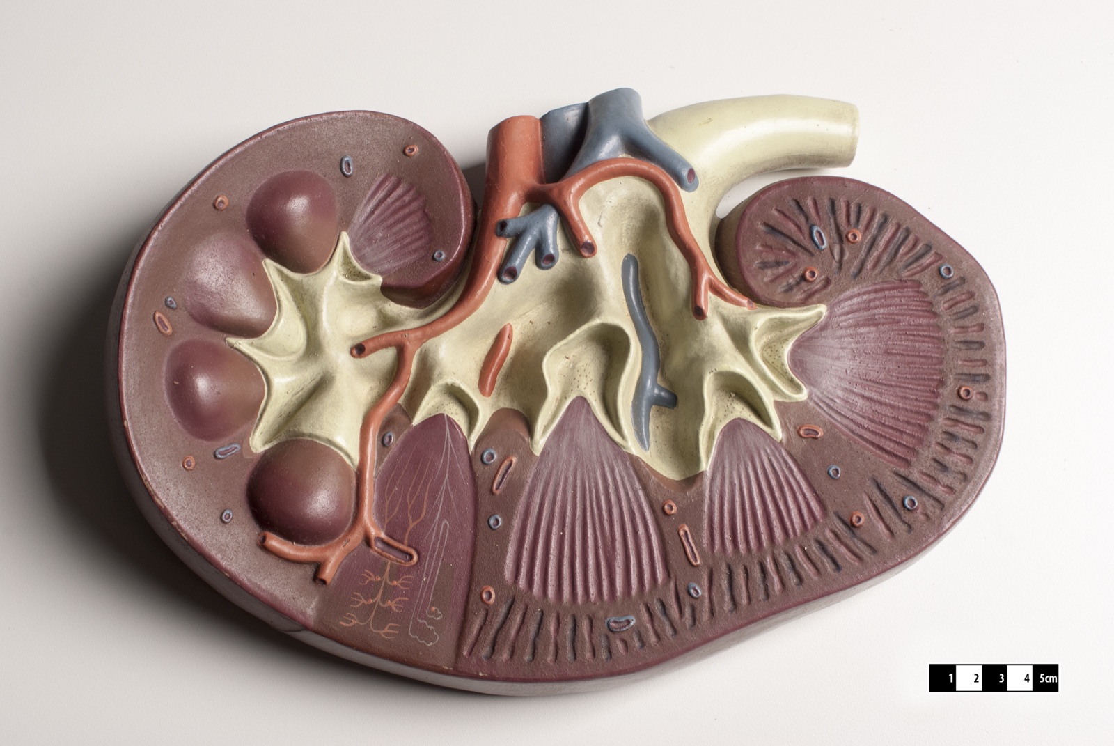A colourful teaching model of a kidney cut in half, showing its inner filtering structure