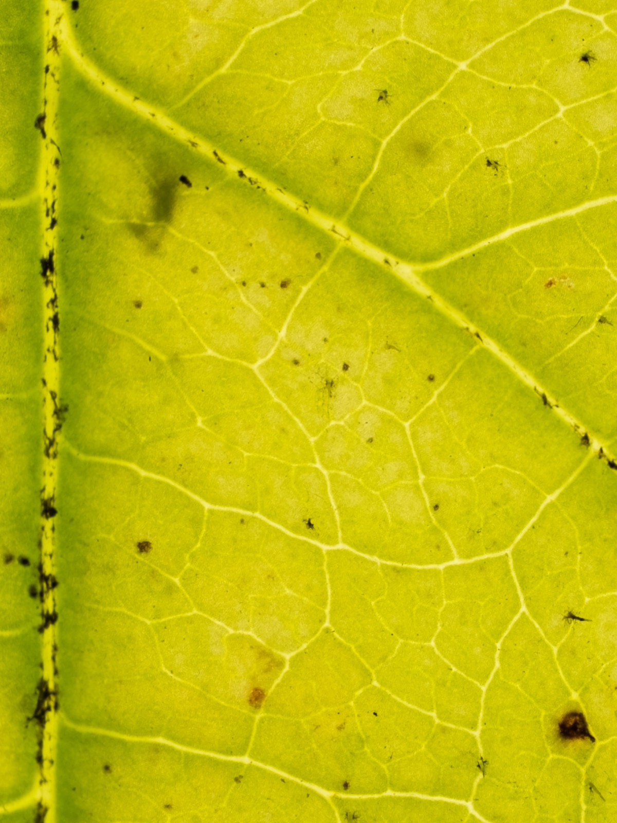 A close-up of a leaf showing its branching network of veins.