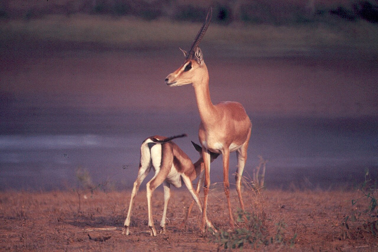 A gazelle on the savanna, one of the plentiful plant-eaters that support a few predators.