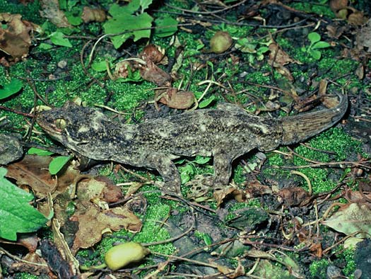 A Duvaucel's gecko resting on mossy ground, its short blunt regrown tail clearly different from the rest of its body