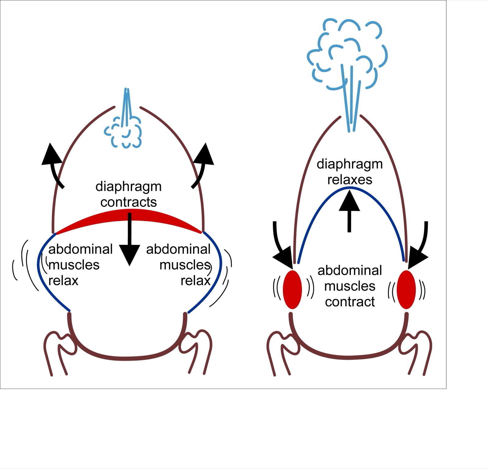 A diagram of the diaphragm muscle moving down and up to draw air into the lungs and push it out.