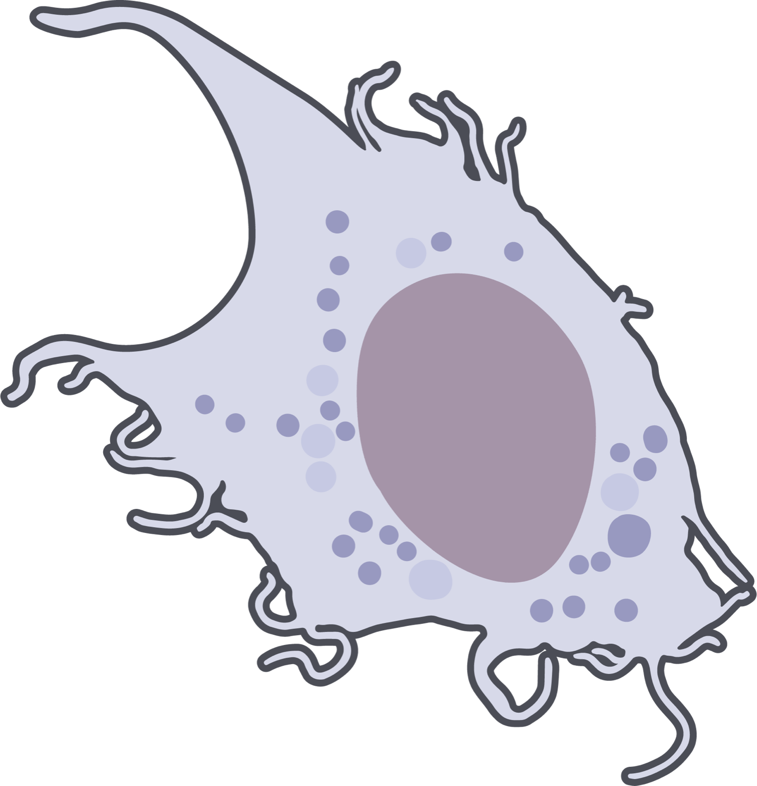 An illustration of a macrophage, a kind of white blood cell, reaching out with arm-like extensions to hunt down and swallow germs.