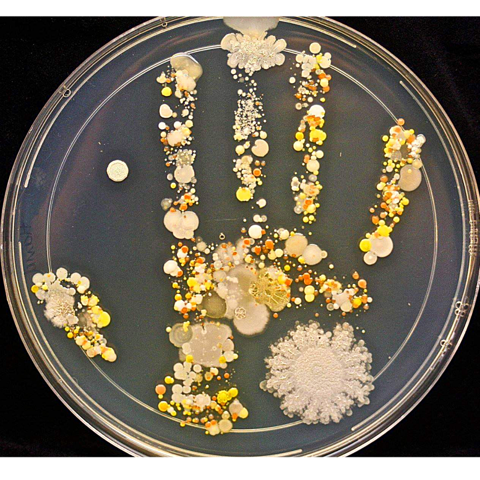 A petri dish where colourful colonies of microbes have grown in the shape of a child's handprint, the microbes that were living on their hand.