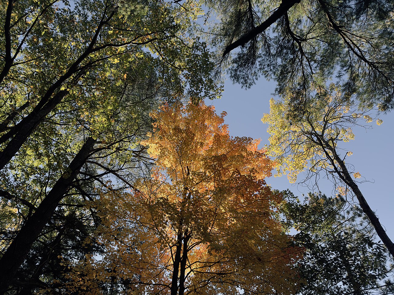 Looking up through a forest canopy in autumn, a maple blazing orange and gold beside pines that are still dark evergreen