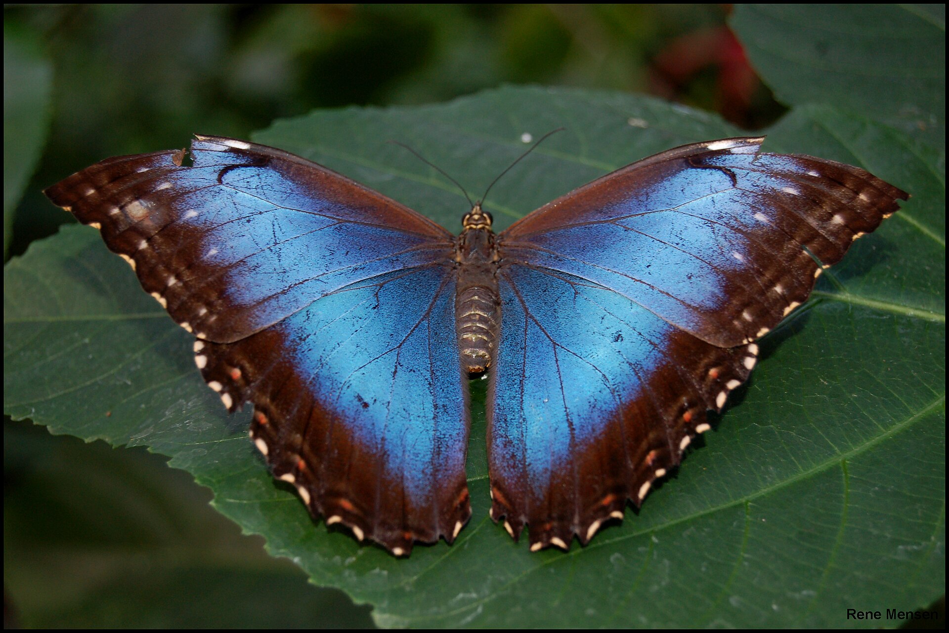 A blue morpho butterfly resting on a leaf with its wings spread, blazing an electric blue that no pigment could make