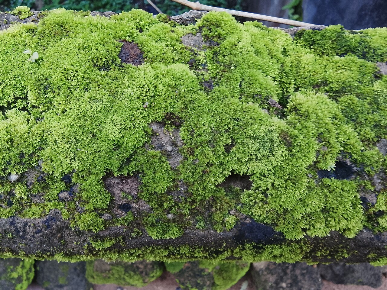 A thick carpet of bright green moss growing over the surface of a damp weathered rock