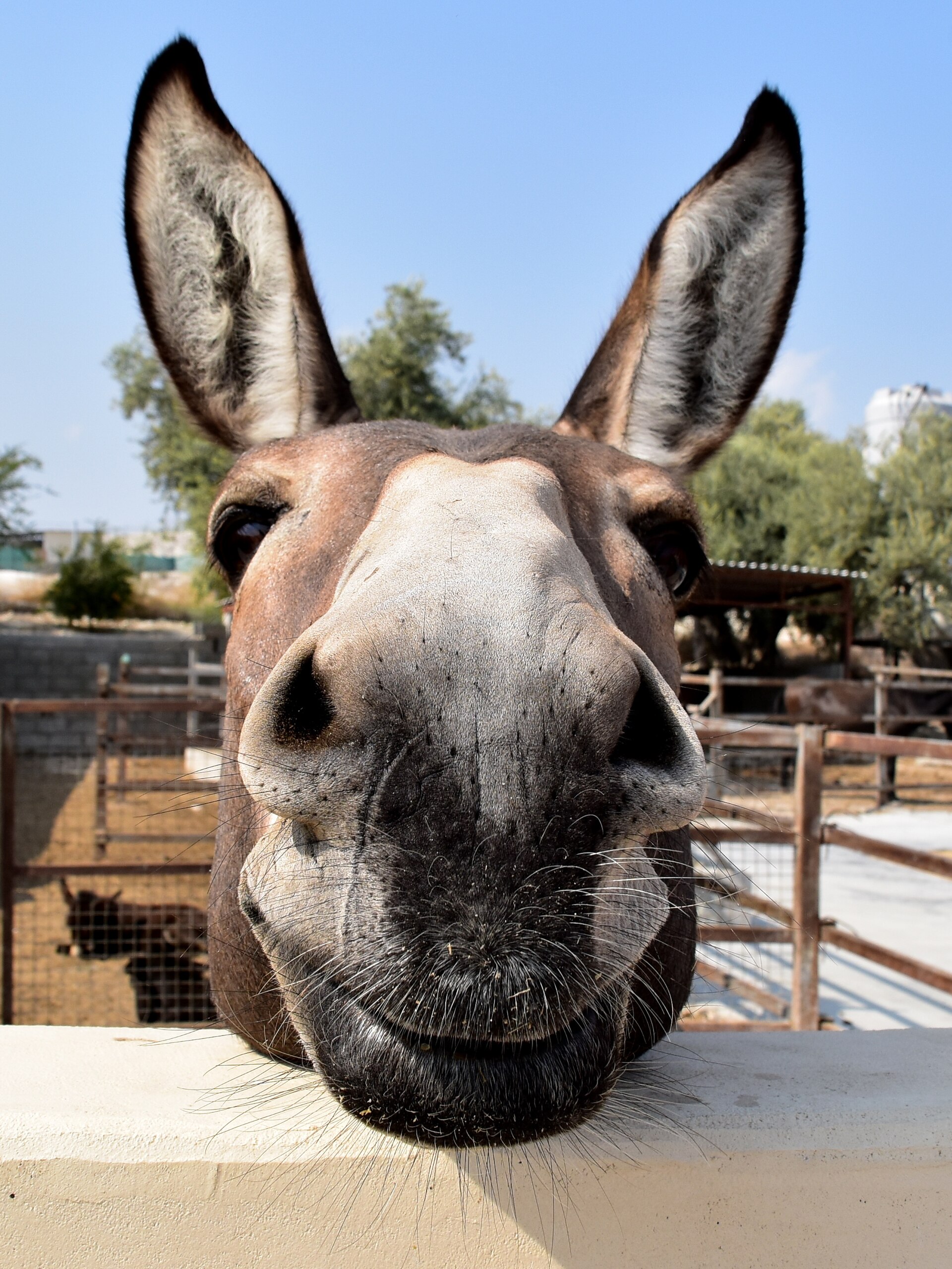 A mule leaning its long-eared head over a wall, the animal you get when a horse and a donkey have a foal together