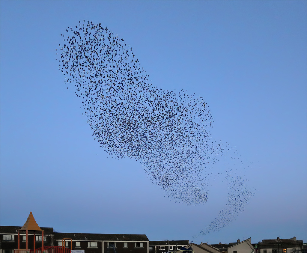 Thousands of starlings swirling together in a murmuration over rooftops at dusk, the whole flock turning as one