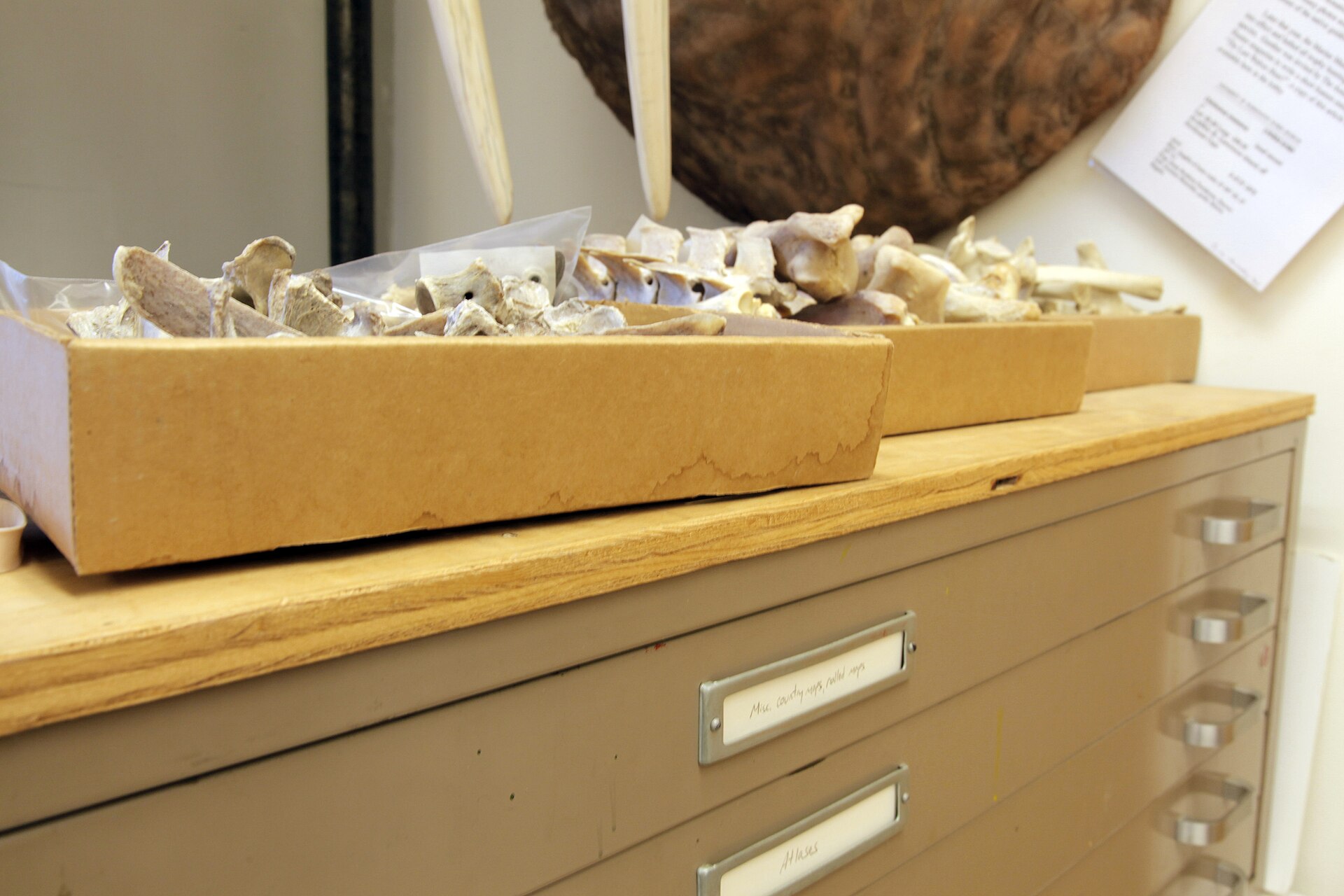 Trays of animal bones laid out on top of a museum specimen cabinet with handwritten drawer labels.