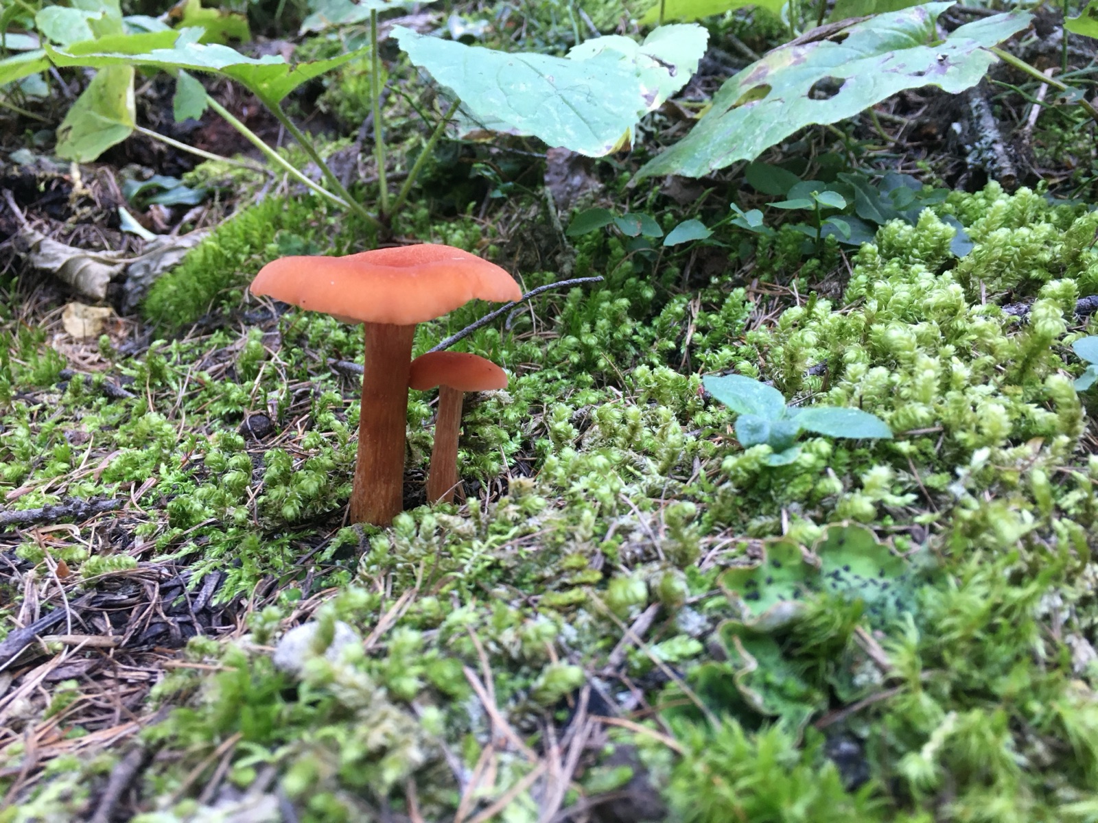 Two orange mushrooms pushing up through green moss on a forest floor