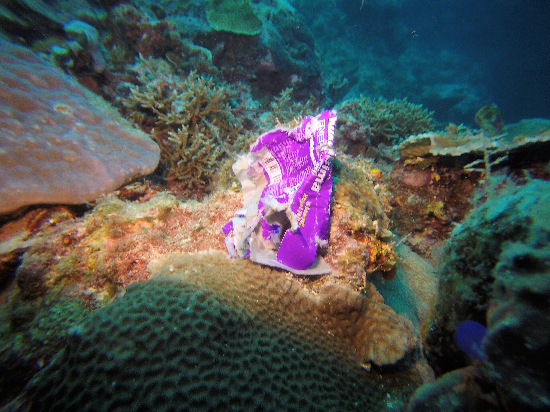 A torn purple plastic wrapper caught on a coral reef underwater, surrounded by living coral.