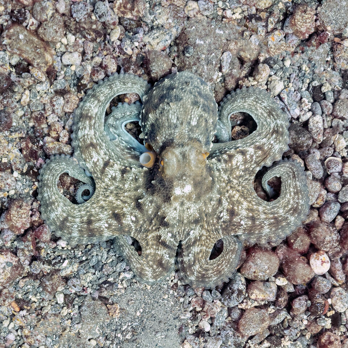 A common octopus splayed on a pebbly seabed, its speckled skin matching the colour of the stones.