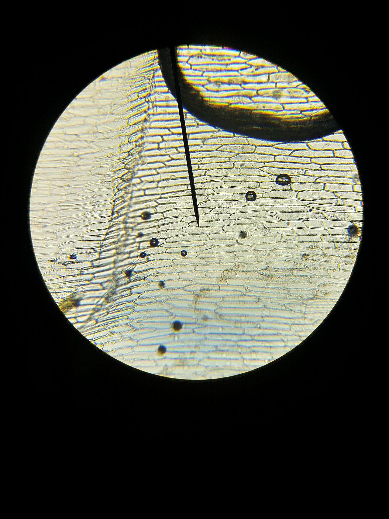 Onion-skin cells under a microscope, each one a tiny building block of life.
