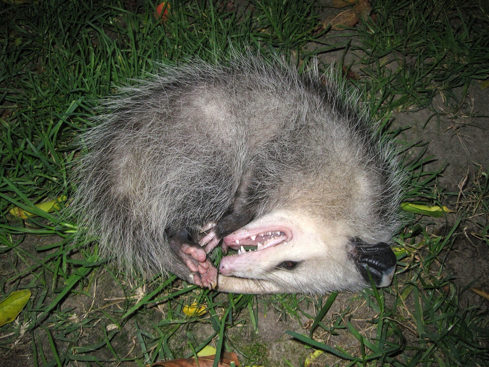 An opossum lying limp and still on the grass with its mouth open and tongue out, pretending to be dead.