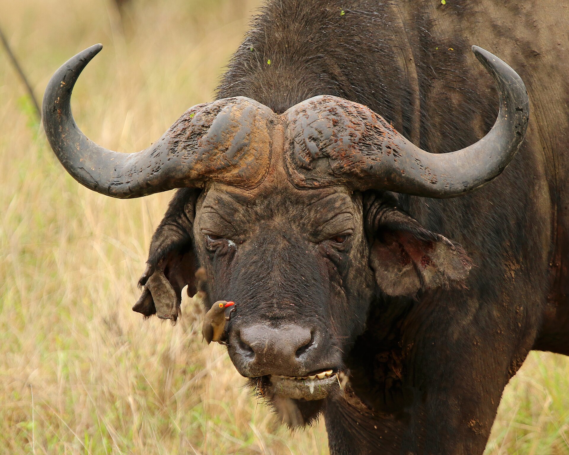 A red-billed oxpecker perched on the muzzle of a Cape buffalo, which stares straight at the camera