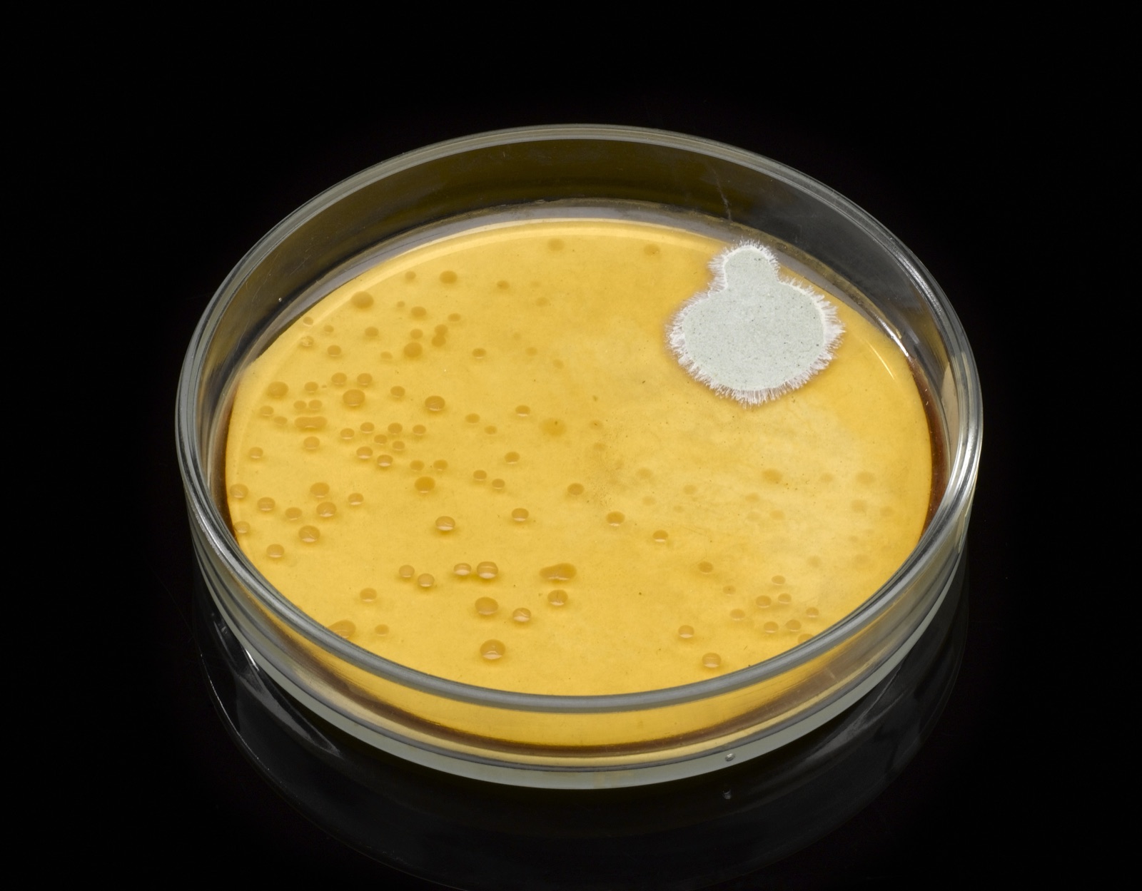 A culture plate with bacteria and a fuzzy mould colony surrounded by a clear ring where no bacteria grow