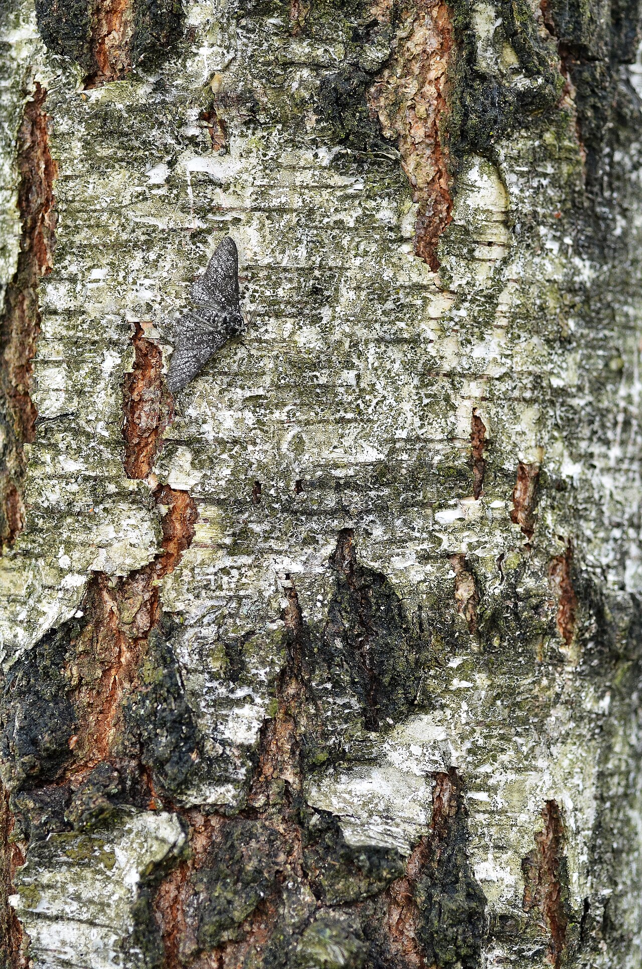A pale, speckled peppered moth resting on bark.