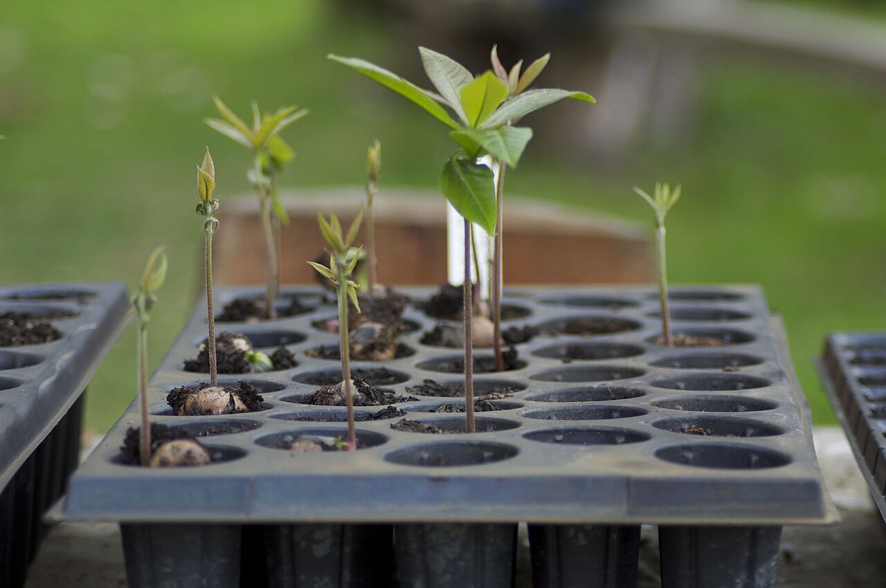 Seedlings bending toward a light source (phototropism)