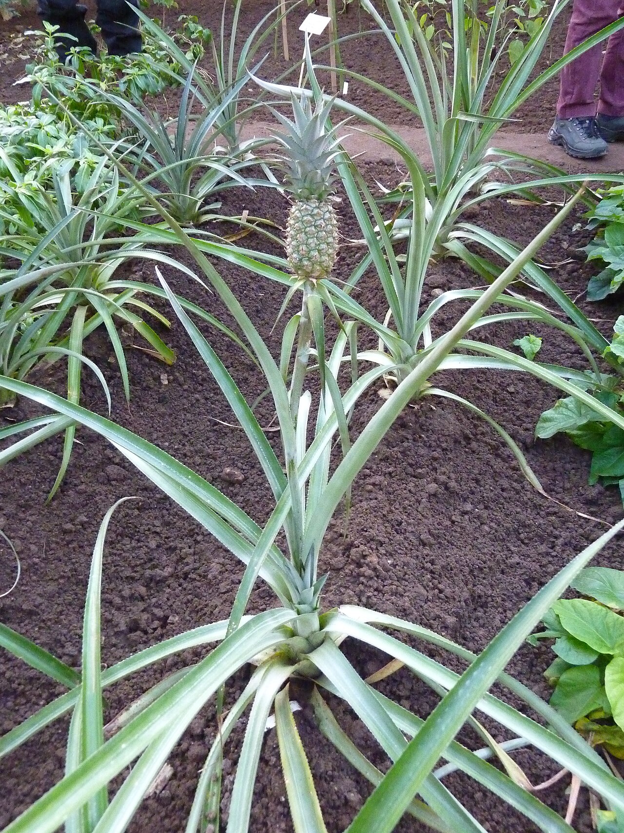 A fresh pineapple, which contains bromelain, an enzyme that chops up protein.