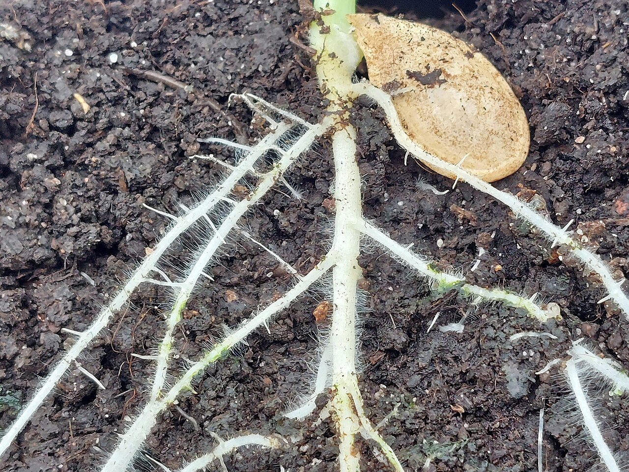 A pumpkin seedling seen from below the surface, its pale branching roots and fine root hairs spreading through dark soil beneath the green stem