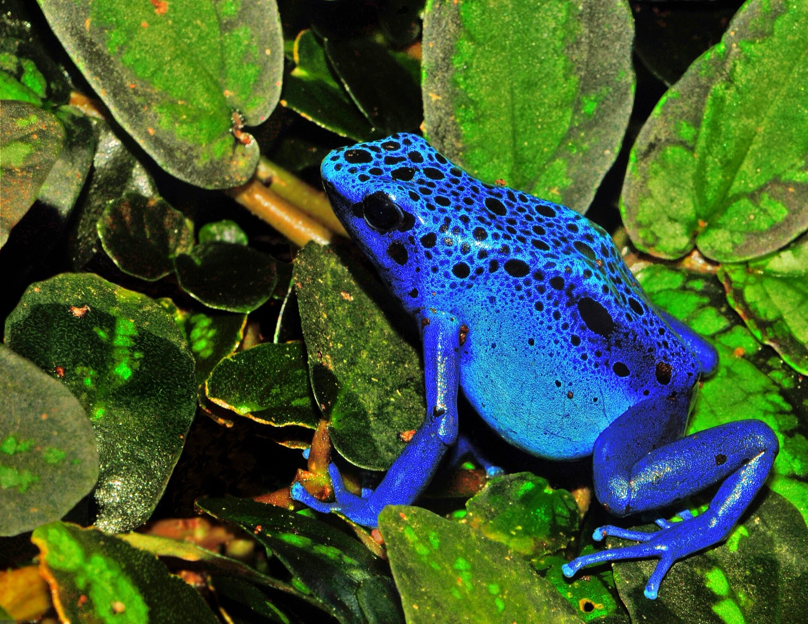 A tiny electric-blue poison dart frog covered in bold black spots, sitting on a green leaf.