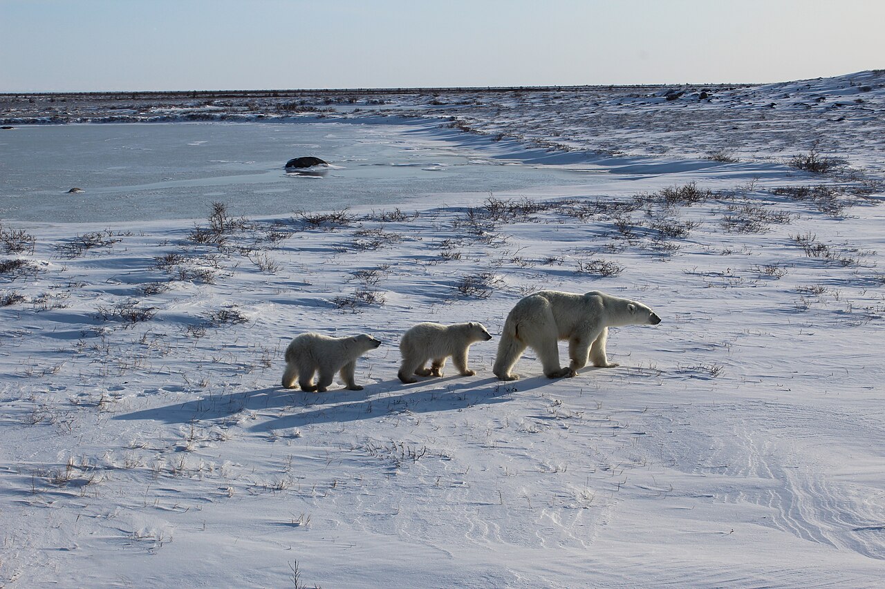 A white polar bear with cubs on the snow.