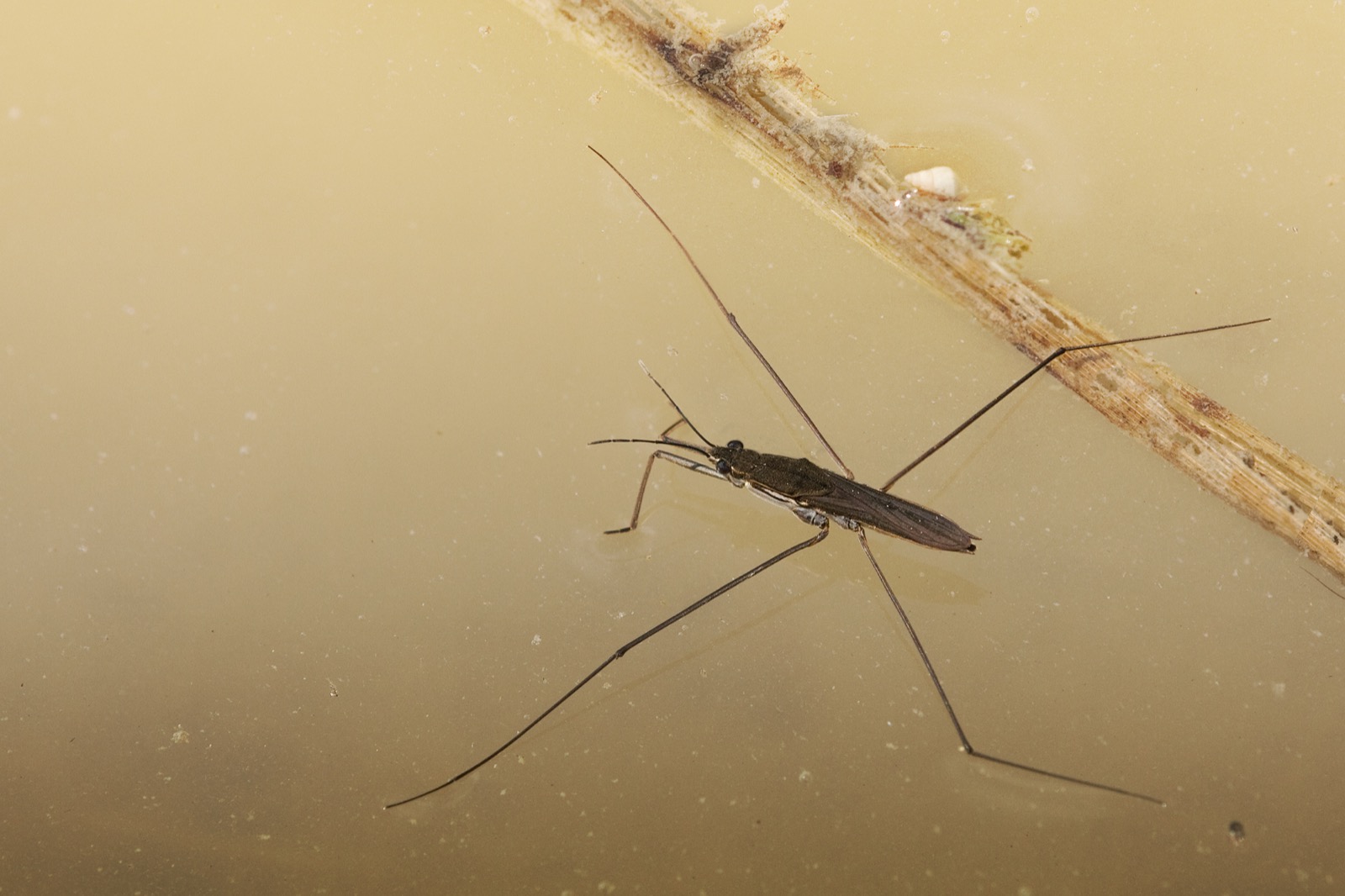 A pond skater (water strider) standing on top of the water's surface.