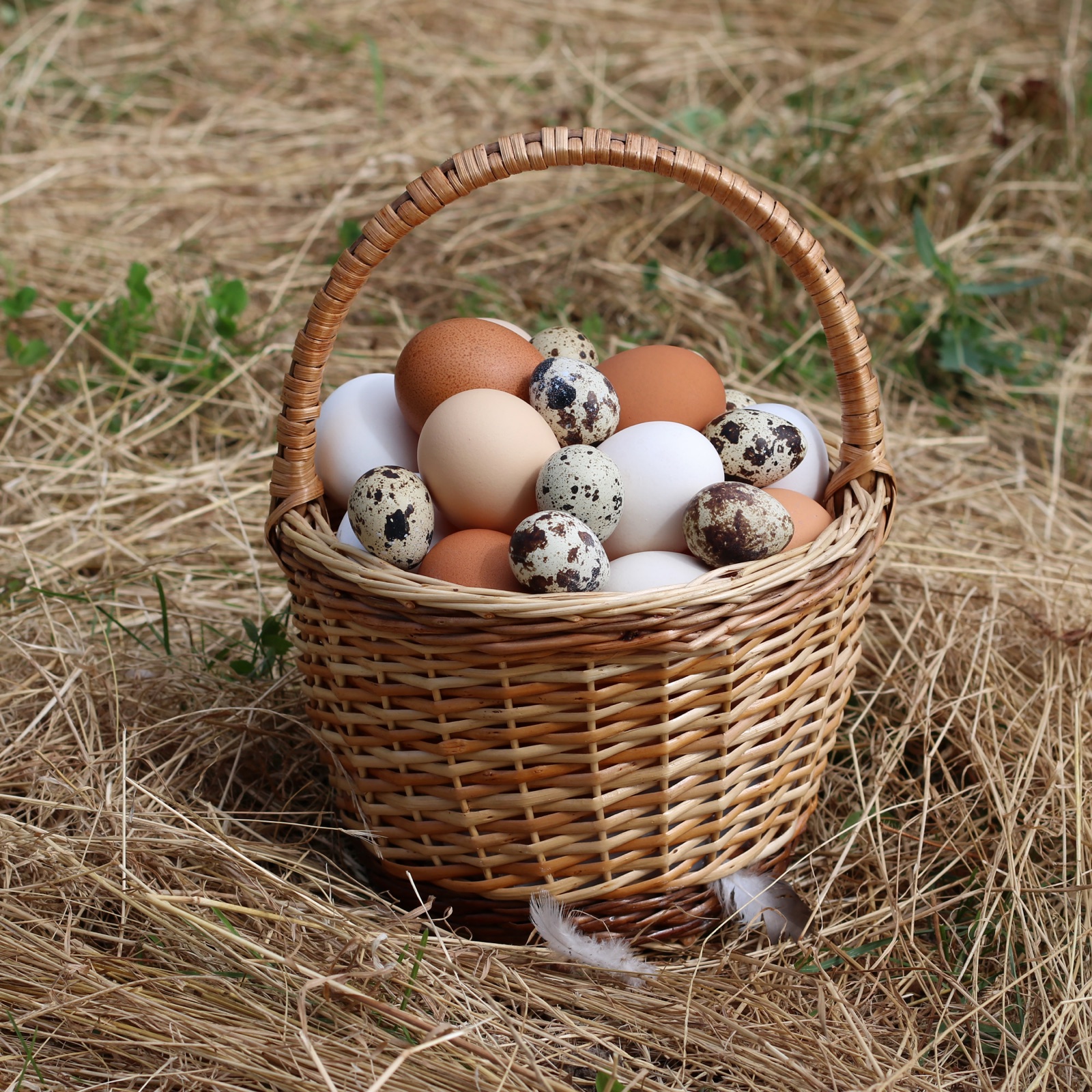 A wicker basket full of mixed hen and quail eggs, a protein-rich food