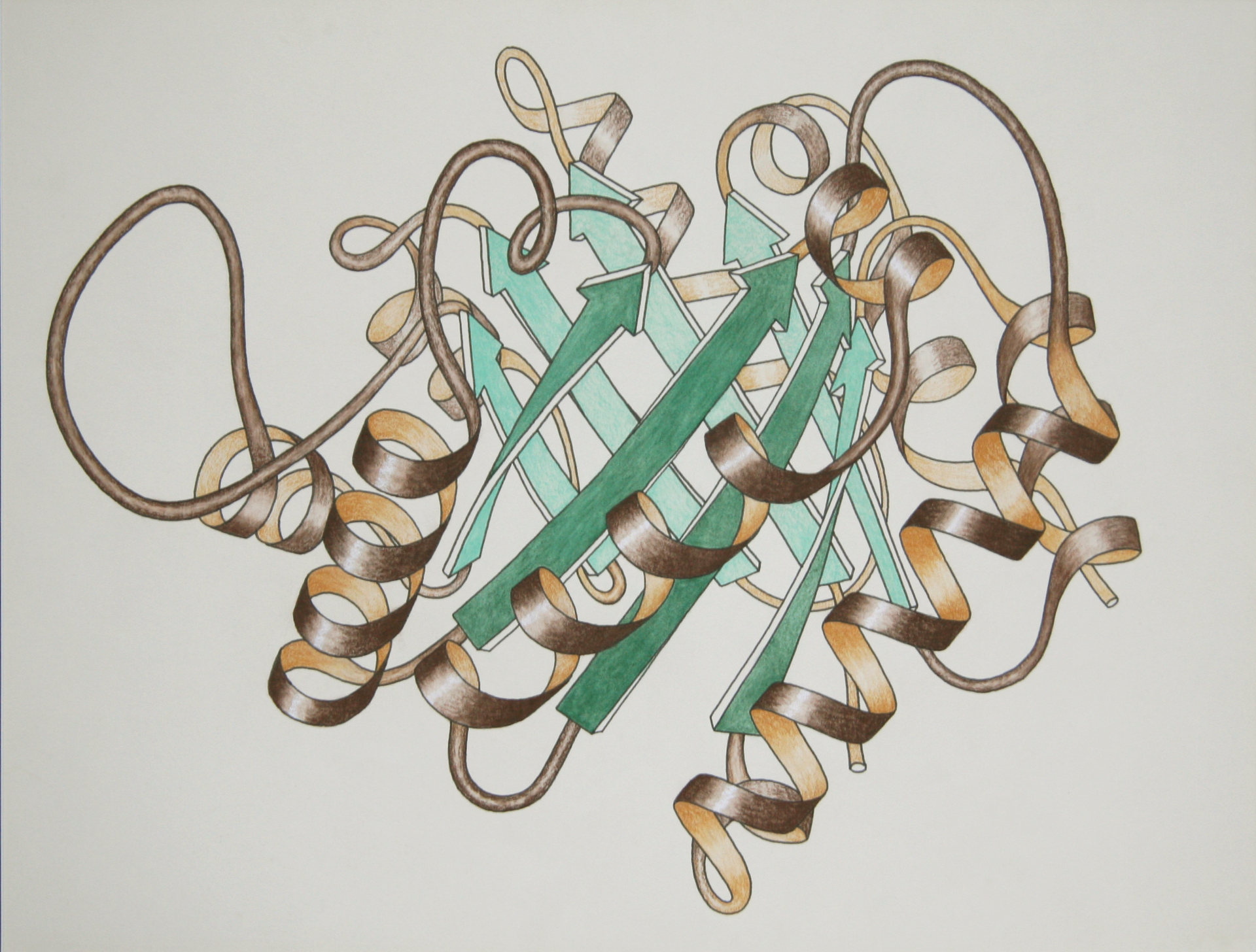 A hand-drawn scientific illustration of a folded protein, showing green arrows and brown coiled ribbons twisted together into a compact shape.