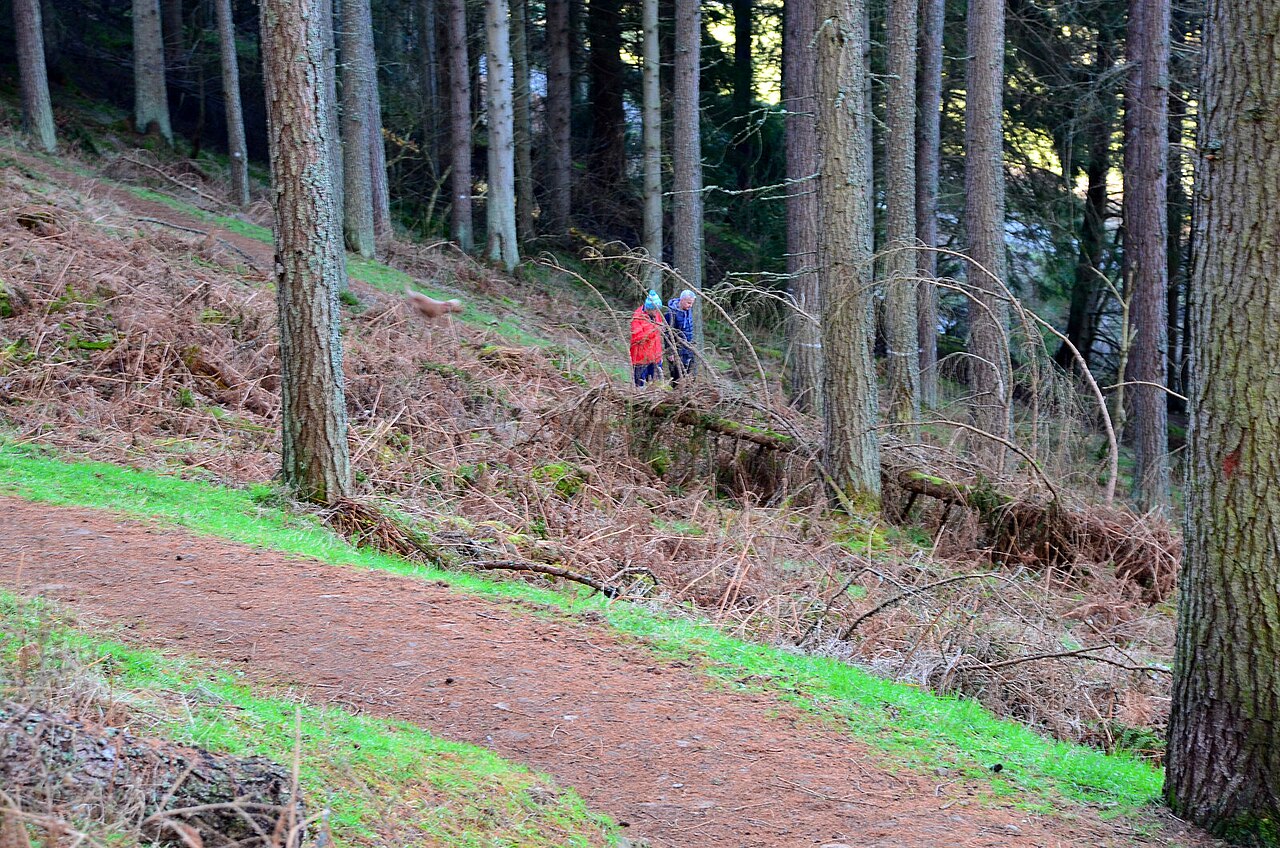 A zigzag earth path climbing gently across a steep wooded hillside, with two walkers part way up