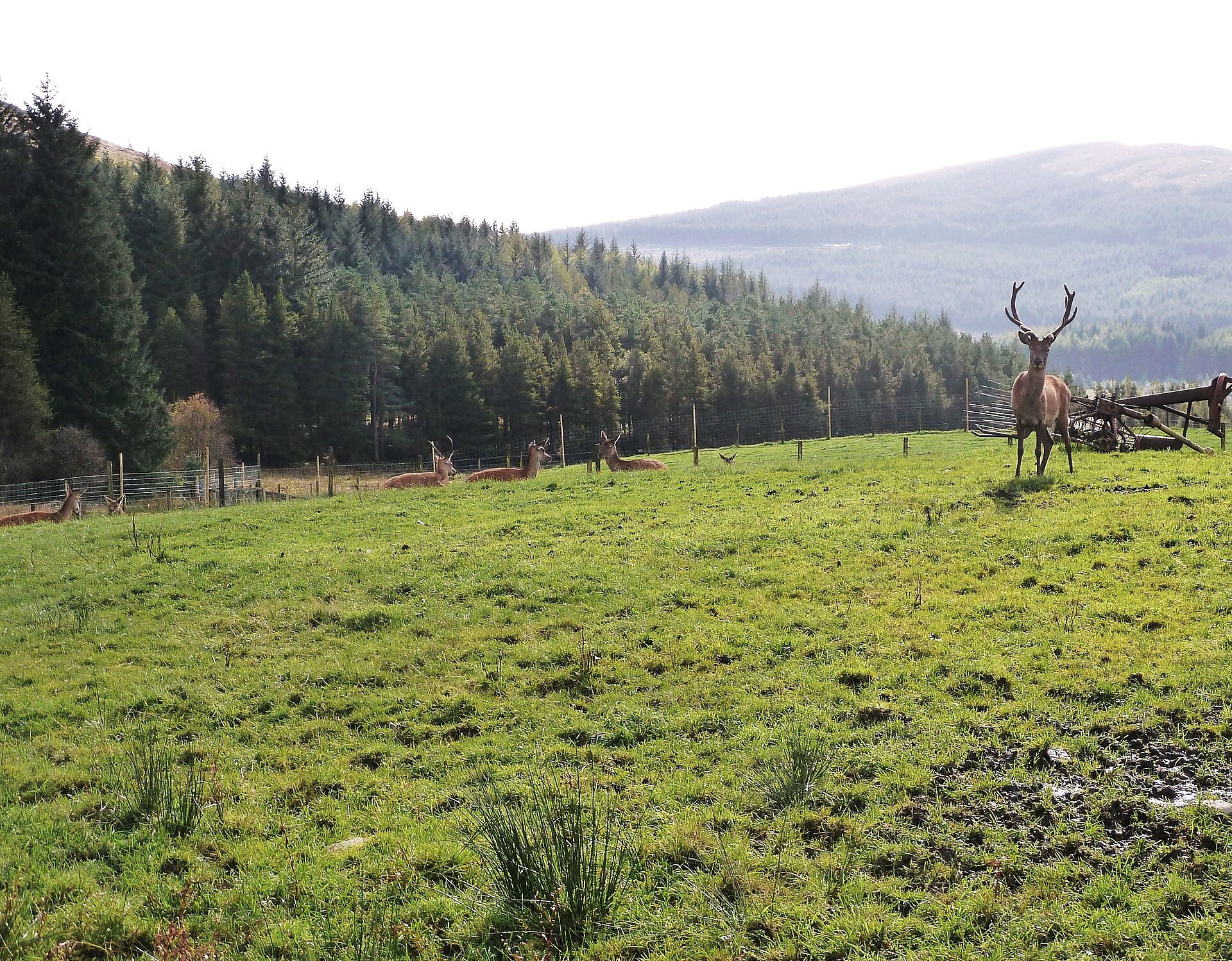 Red deer resting in a grassy field in Scotland, with a tall deer fence behind them keeping them out of the young forestry trees